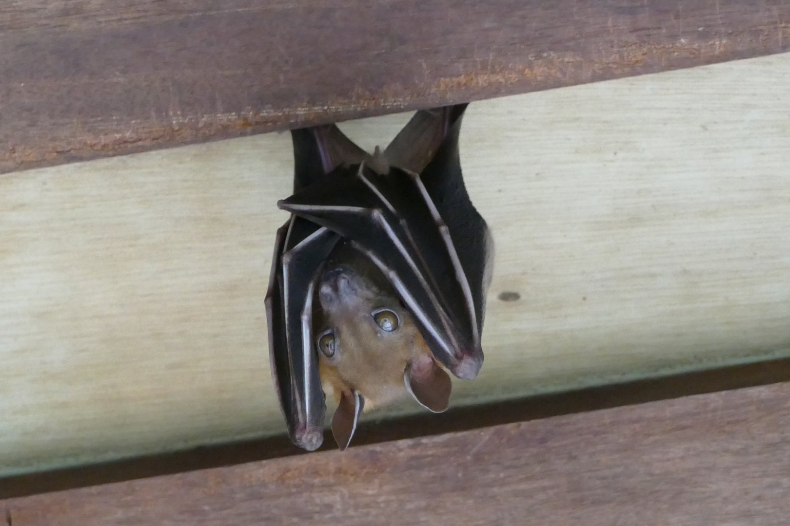 Lesser short-nosed fruit bat