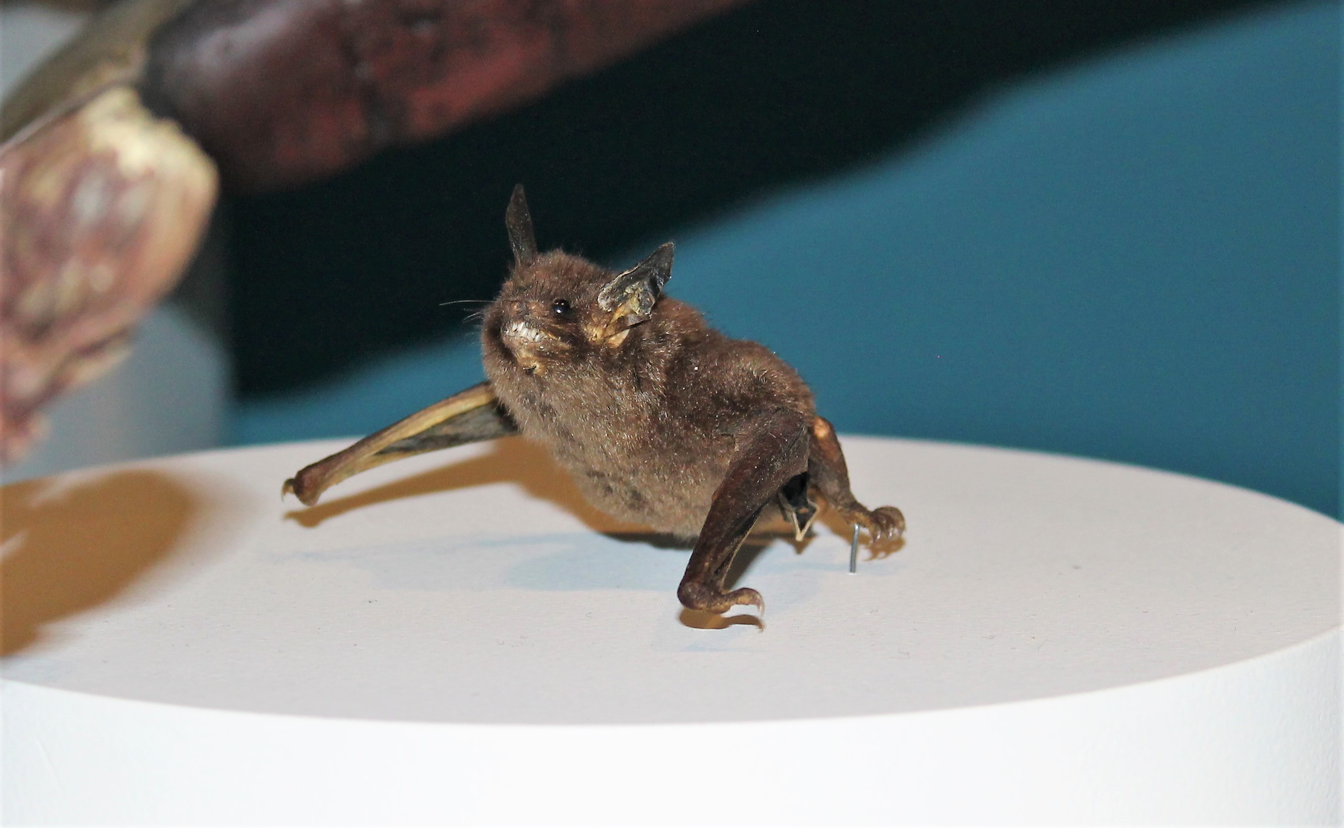Lesser Short-tailed Bat (Mystacina tuberculata)