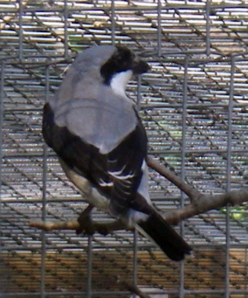 Lesser Shrike (Lanius minor)