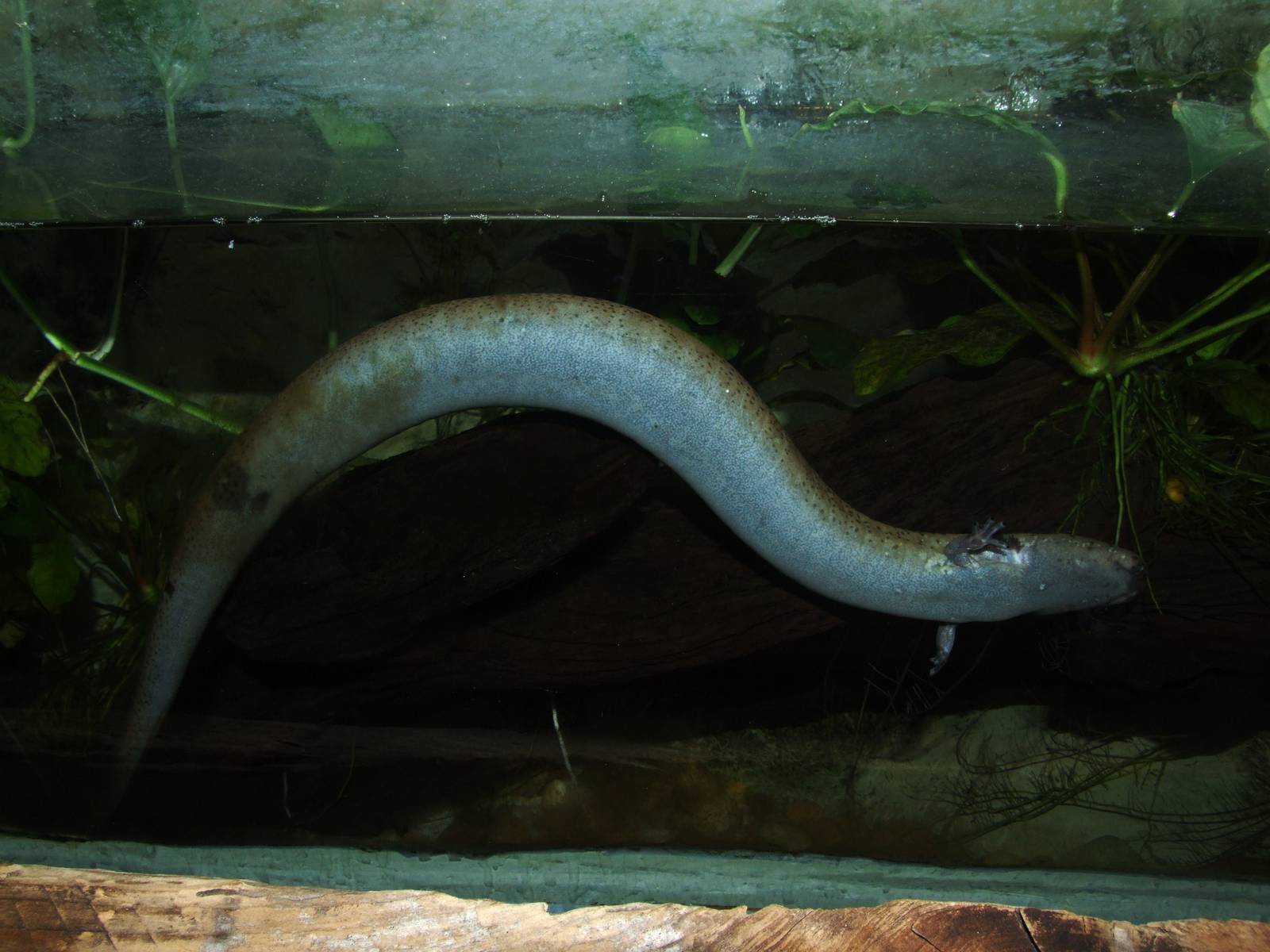 Lesser Siren at Jacksonville, 10/10/13