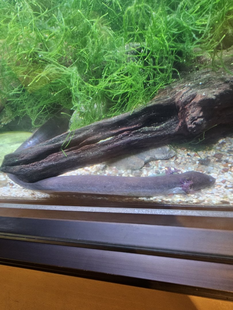 Lesser siren being seen