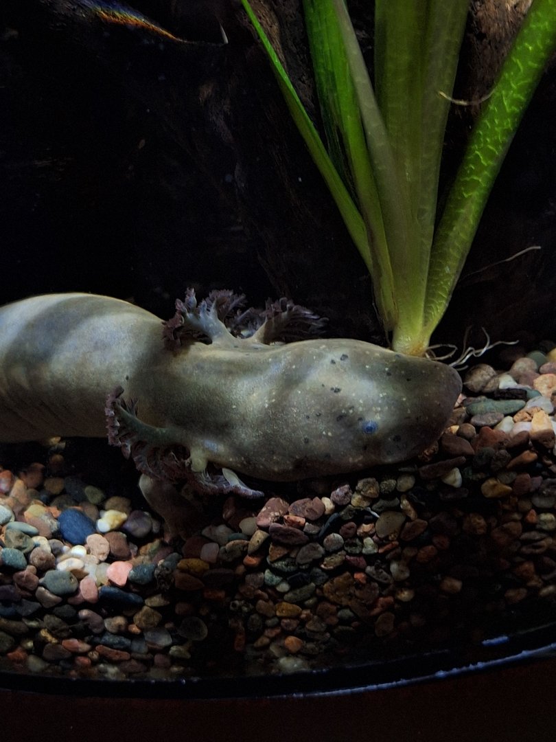 Lesser Siren (Siren intermedia)