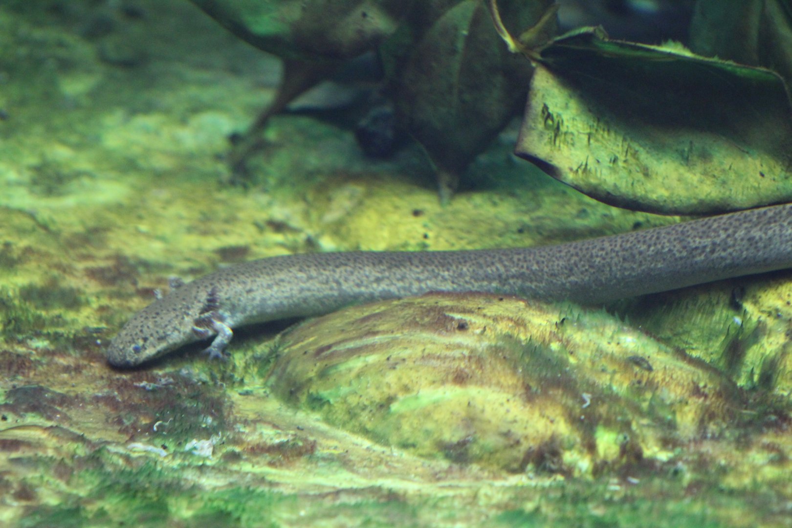 Lesser Siren