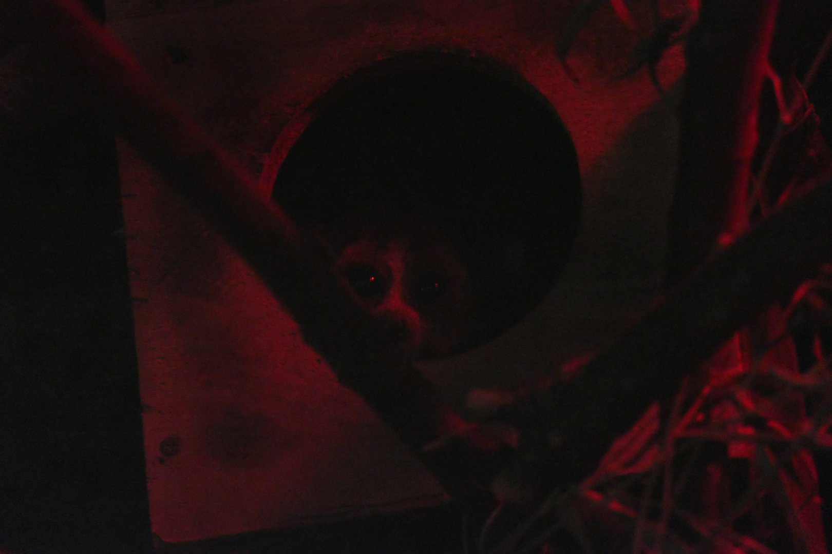 Lesser Slow Loris (Nycticebus sp.)