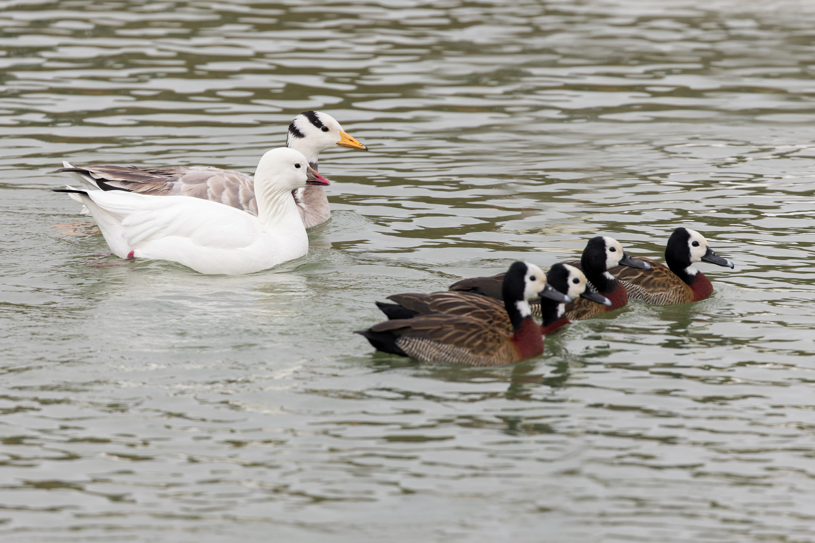 Lesser Snow & Bar-headed Geese / Watatunga / 27-11-22