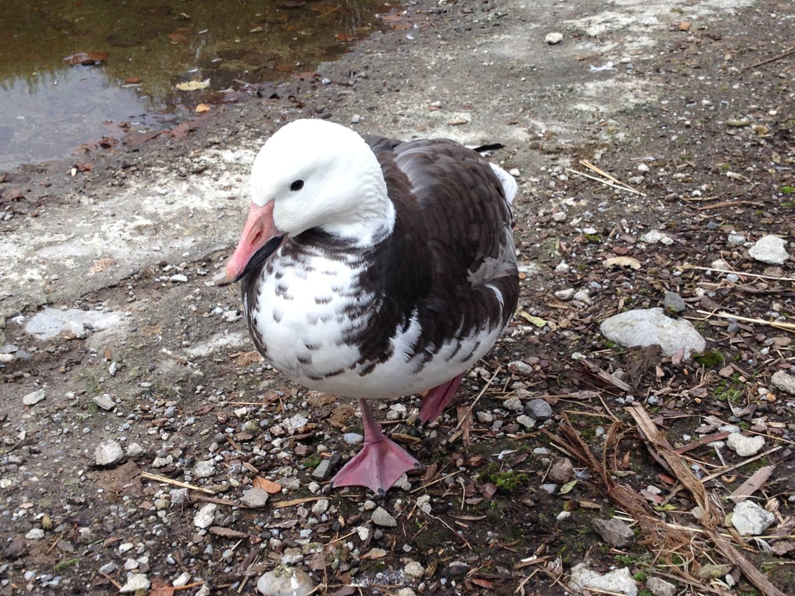 Lesser Snow Goose