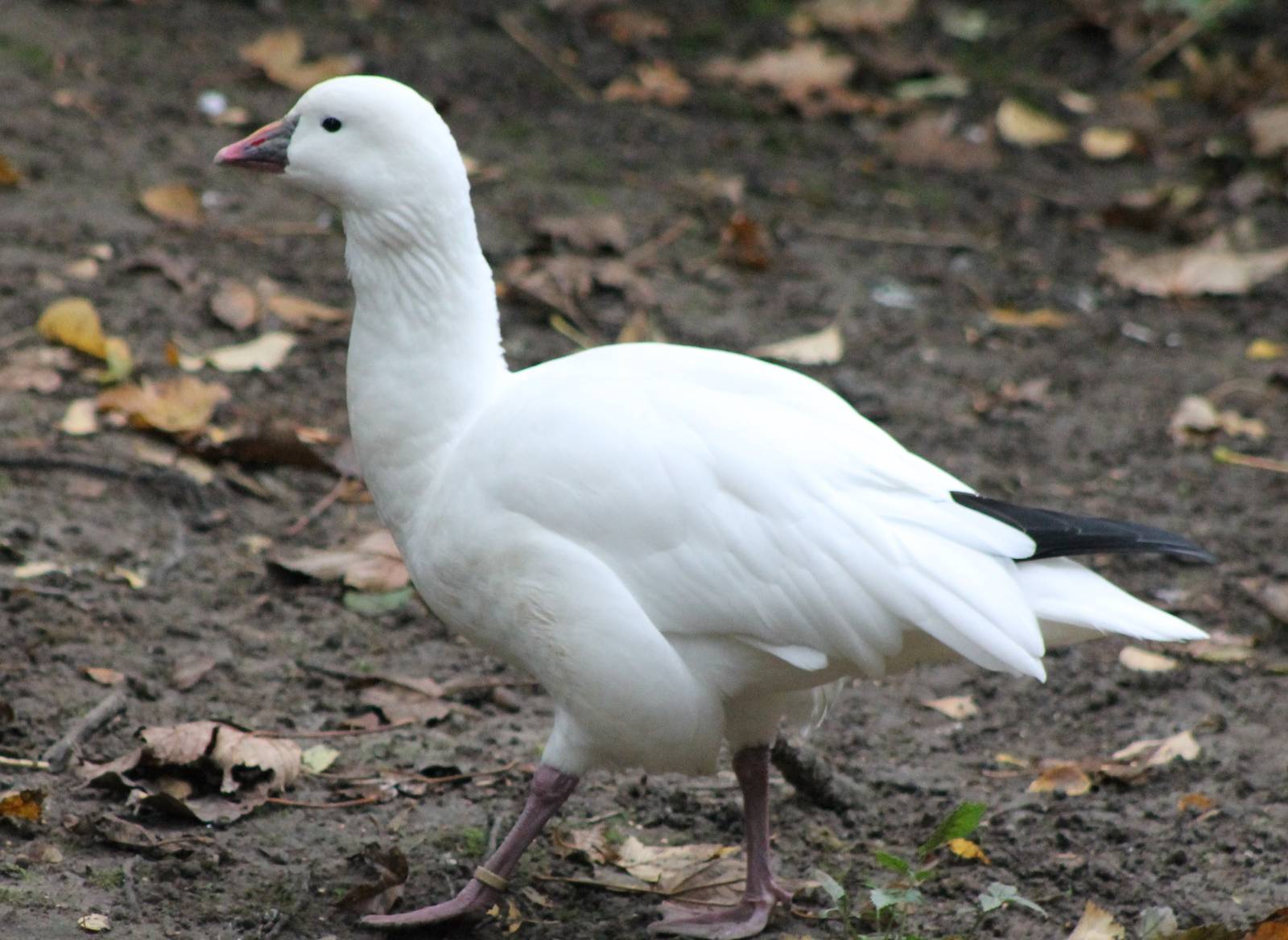 Lesser snow goose