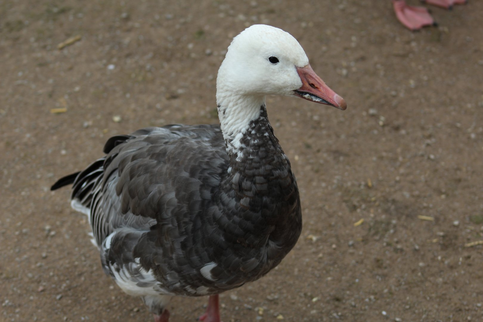 Lesser Snow Goose