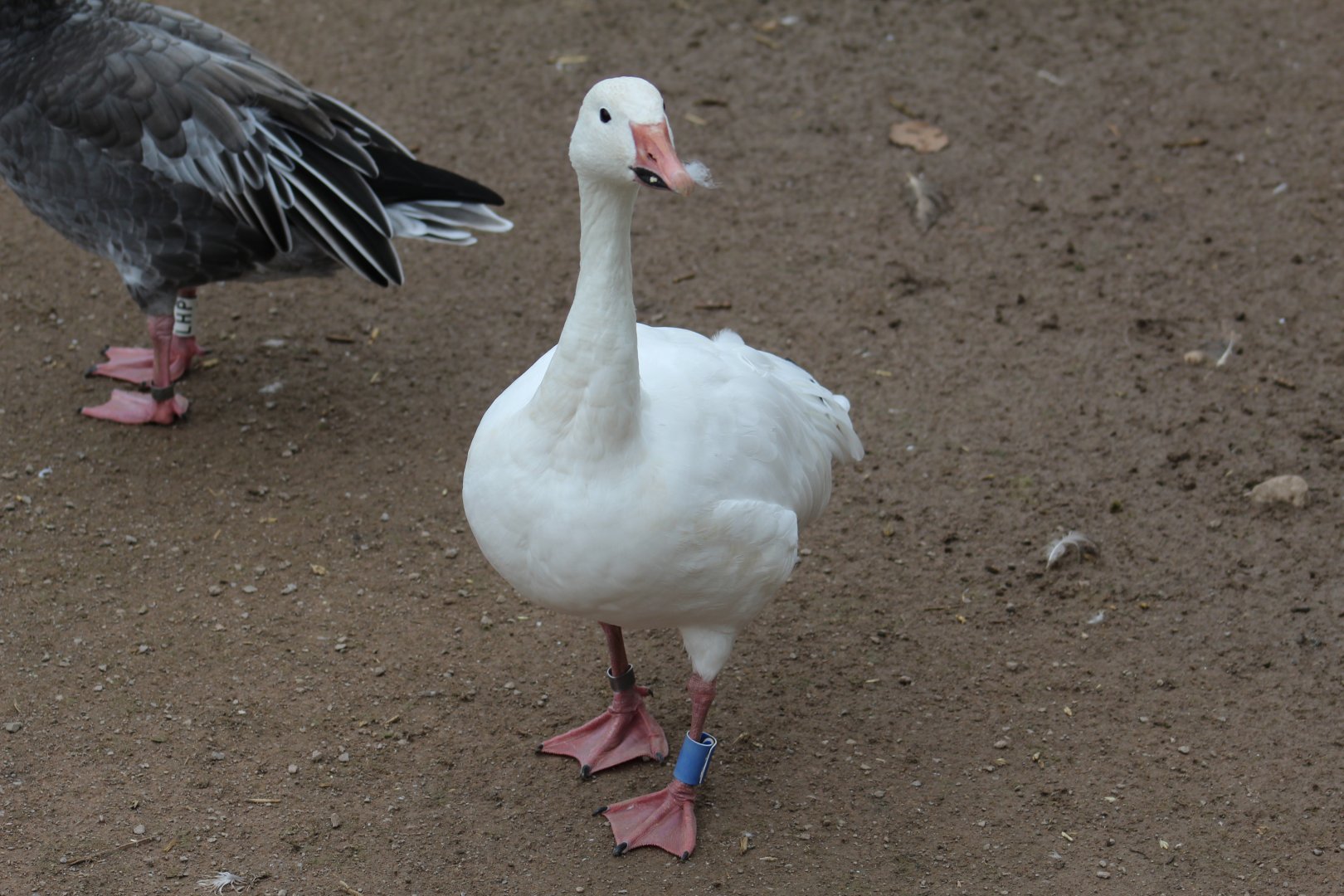 Lesser Snow Goose