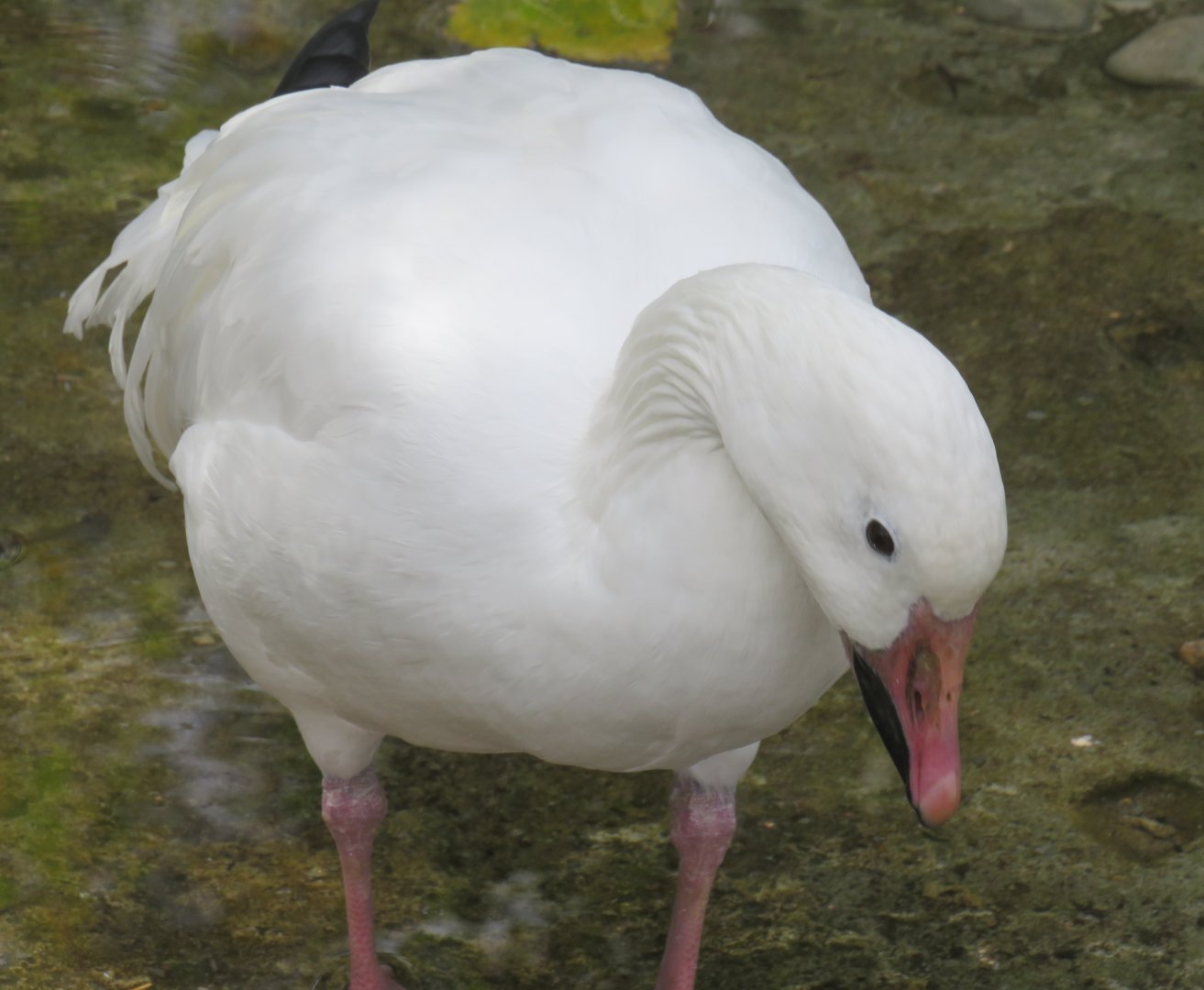Lesser snow goose