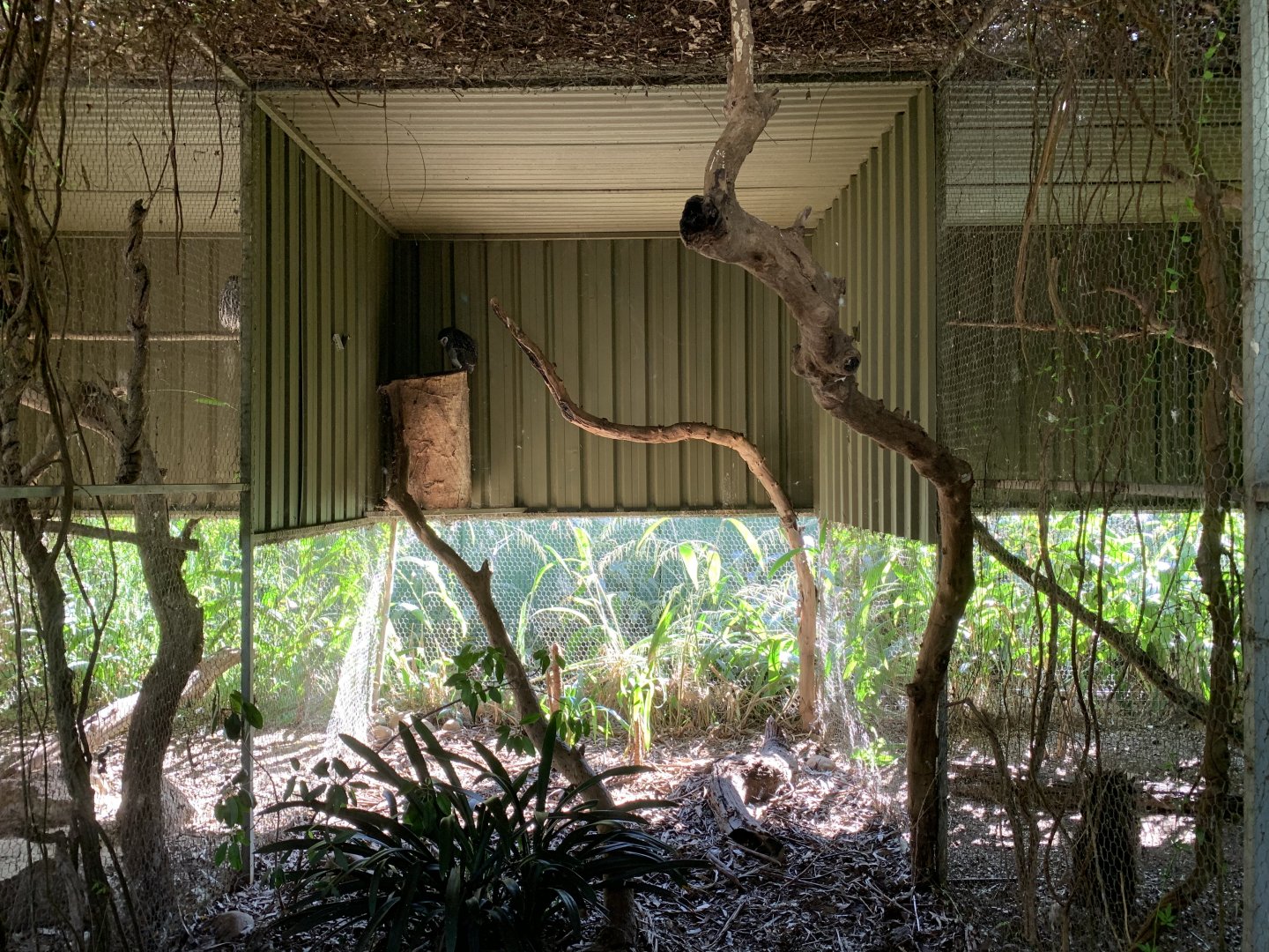Lesser Sooty Owl Aviary