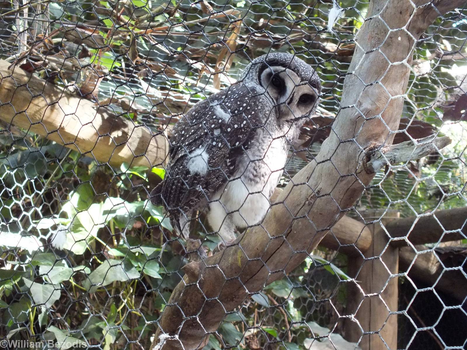 Lesser Sooty Owl - Caversham Wildlife Park