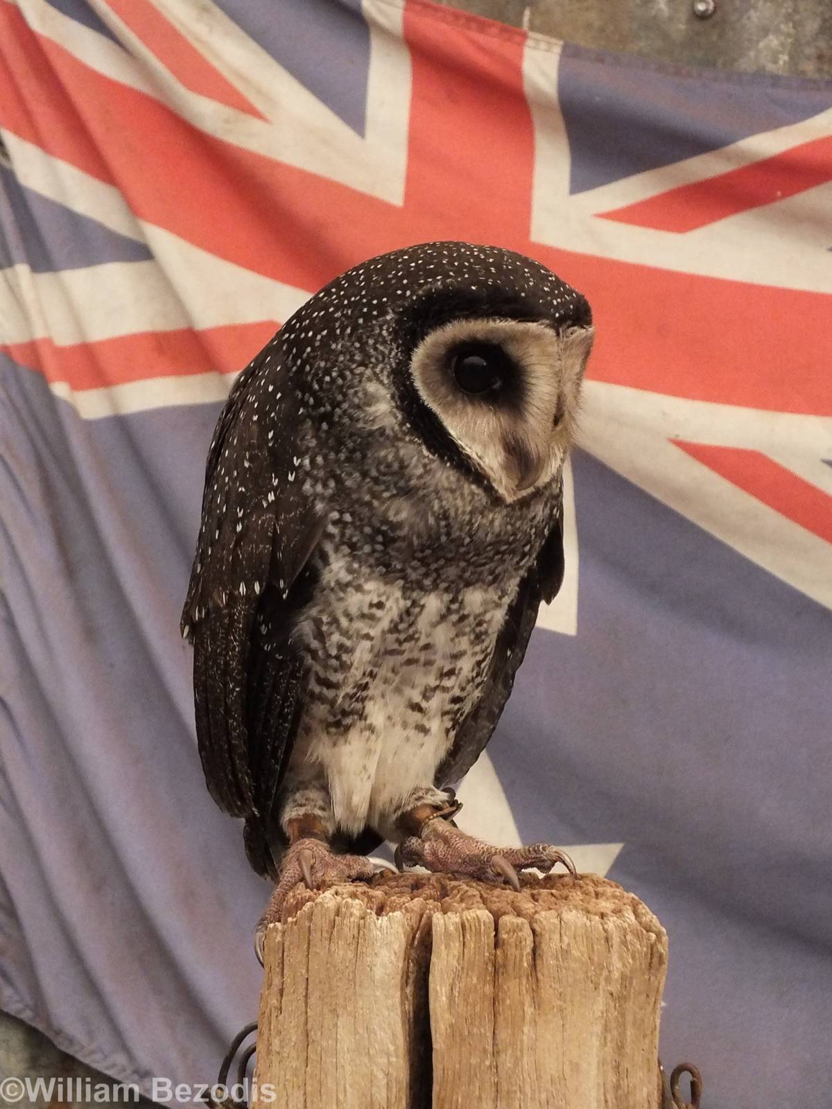 Lesser Sooty Owl in 'Meet the Wombat and Friends' Show - Caversham Wildlife