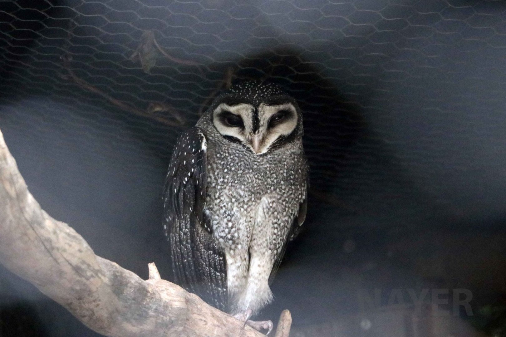 Lesser sooty owl, June 2016