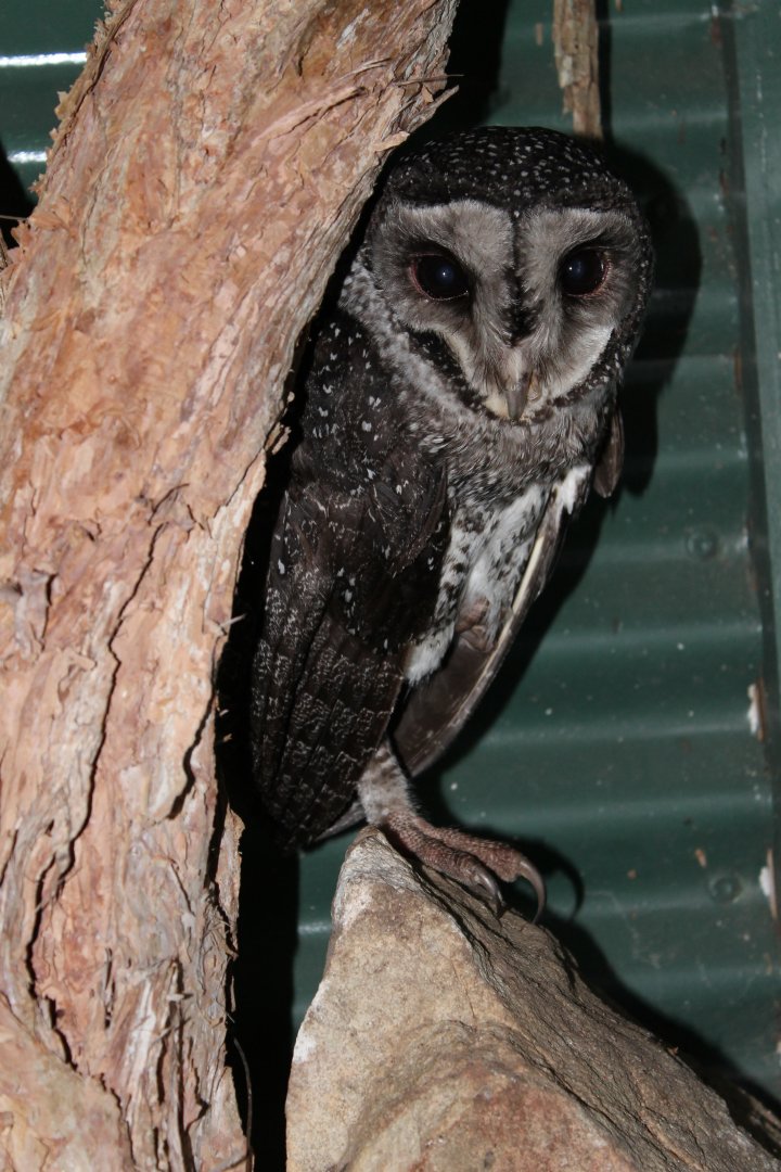 Lesser Sooty Owl (Tyto multipunctata)