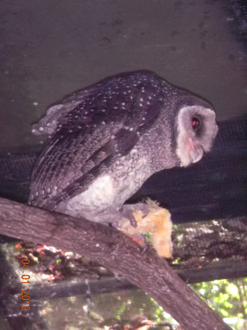 Lesser Sooty Owl - Wildlife Habitat 2012