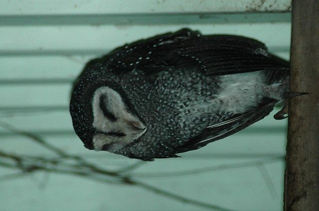 Lesser Sooty Owl