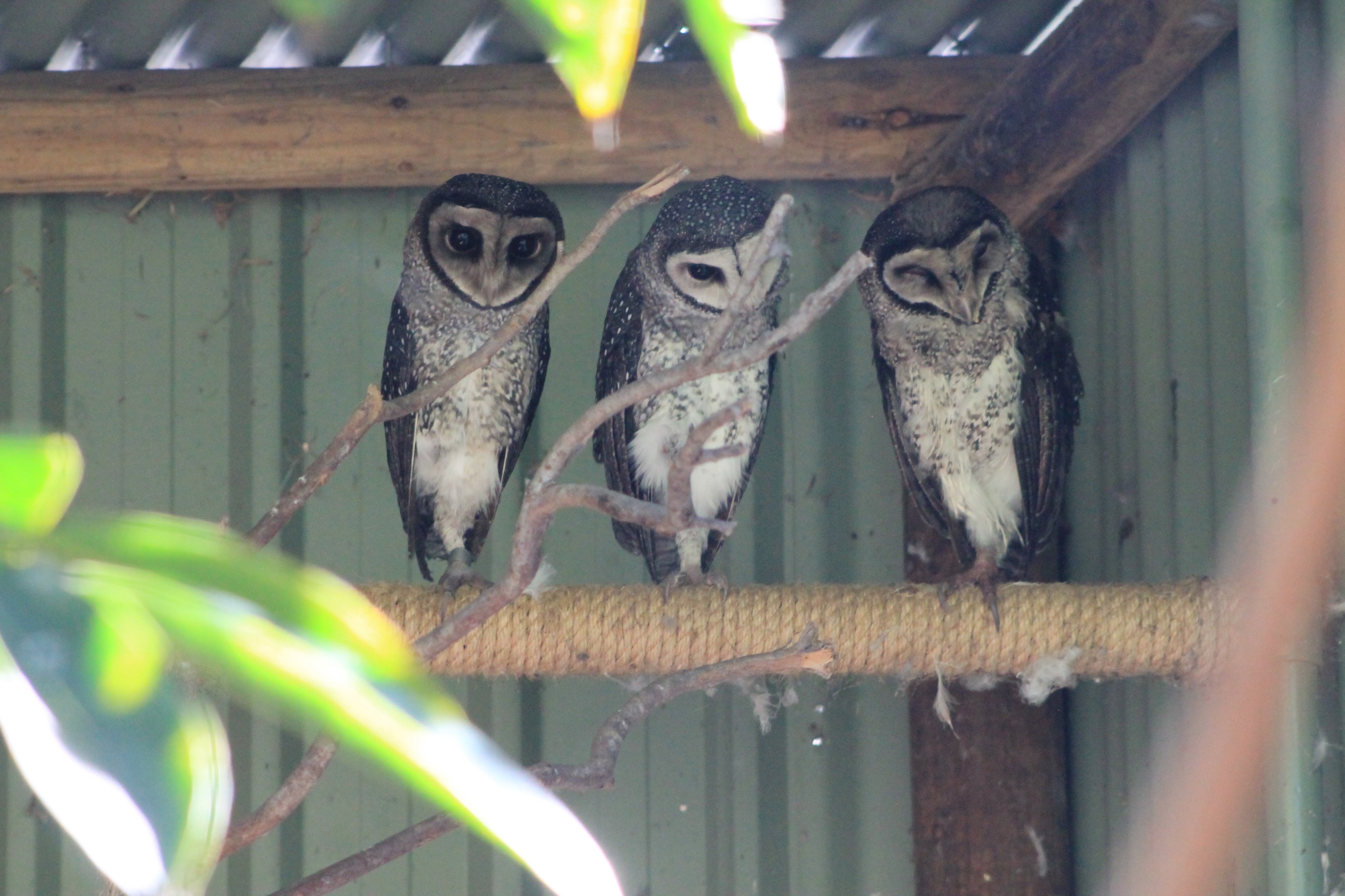 Lesser Sooty Owls (Tyto multipunctata)