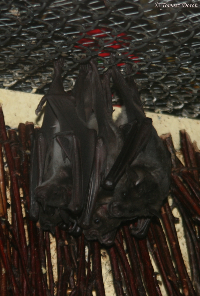 Lesser Spear-nosed Bats (Phyllostomus discolor)