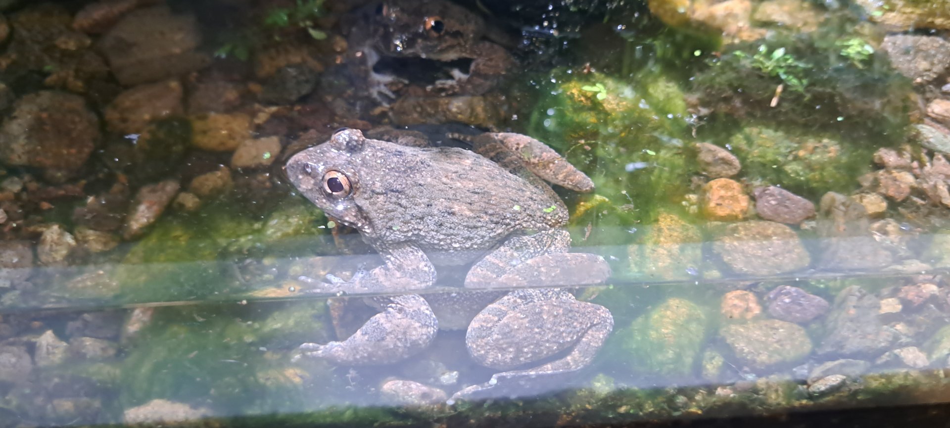 Lesser Spiny Frog