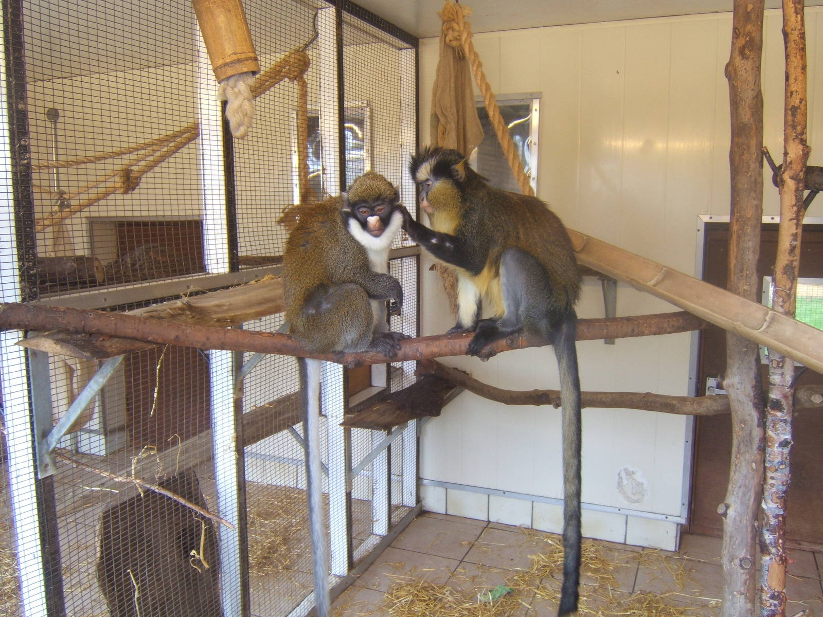 Lesser Spot-nosed and Crowned Guenon