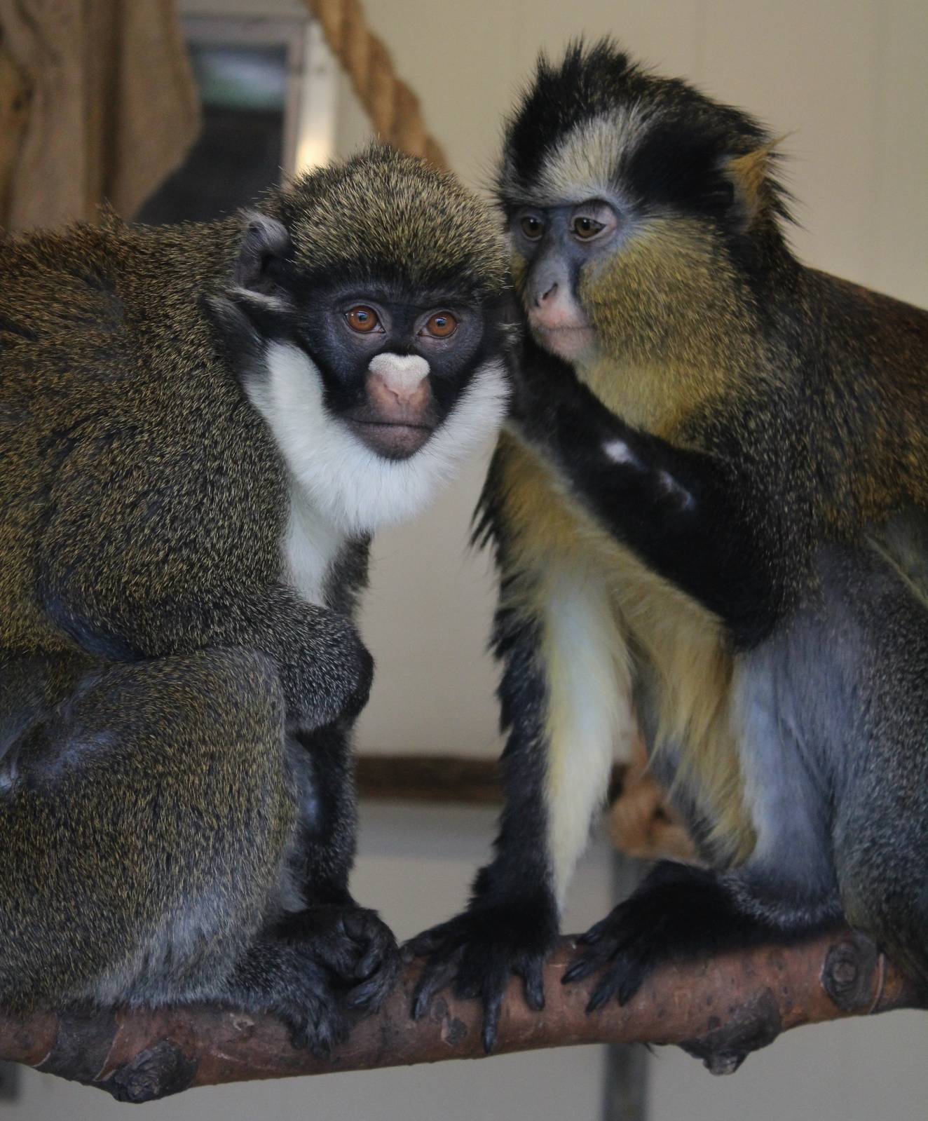 Lesser Spot Nosed and Crowned Guenon
