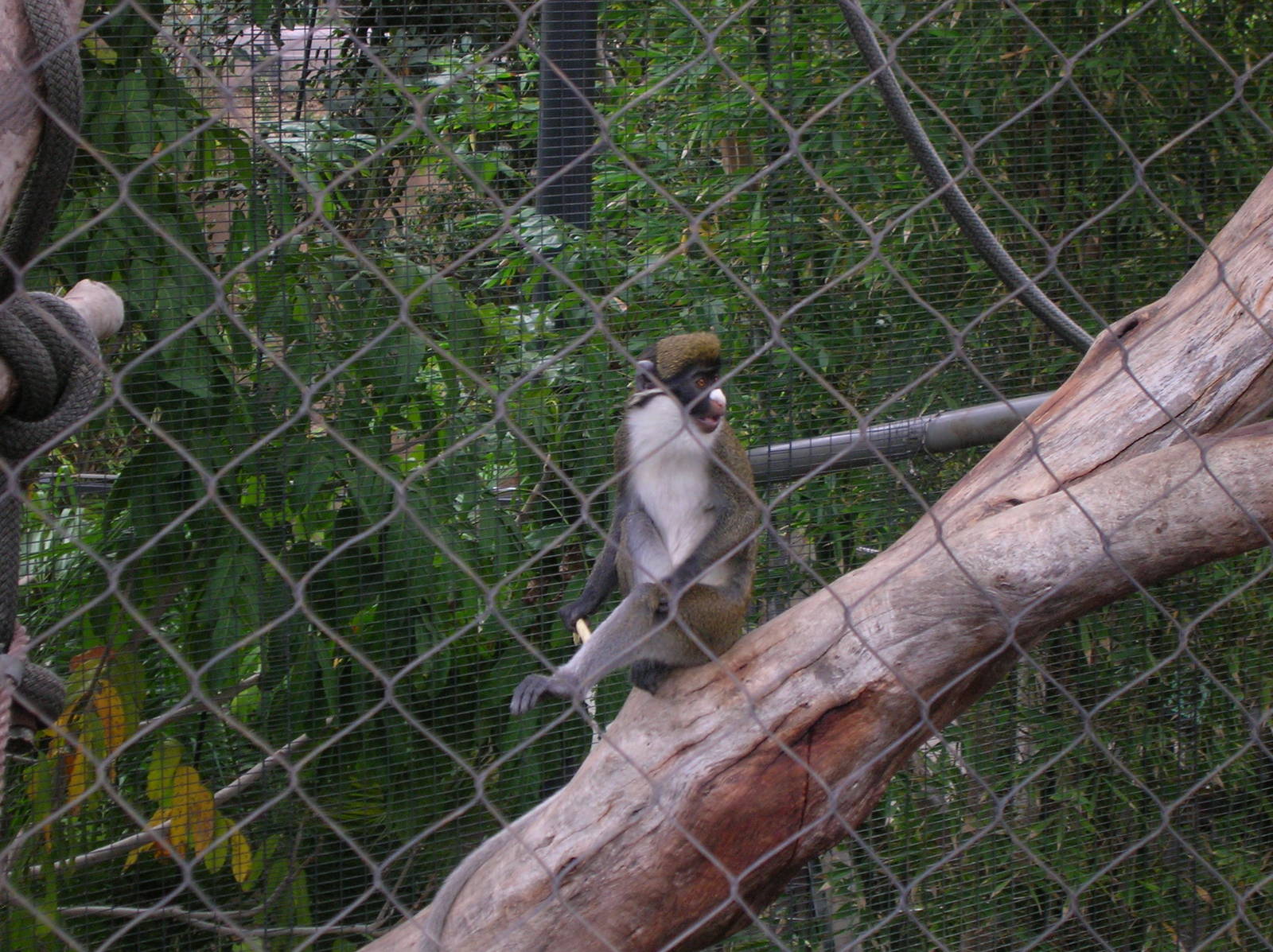 Lesser Spot-nosed Guenon 1-21-09