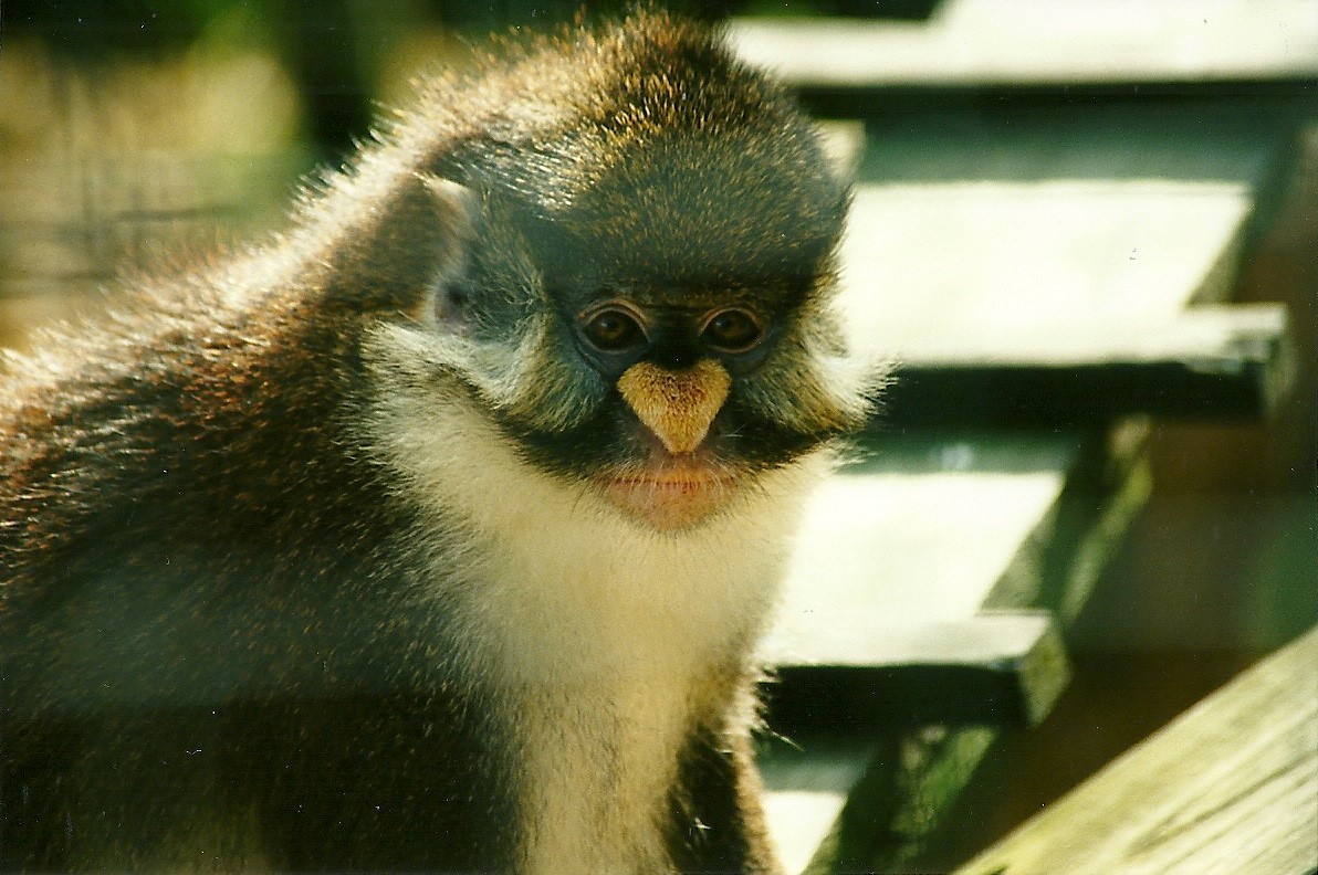 Lesser Spot-nosed Guenon, 19th August 2000