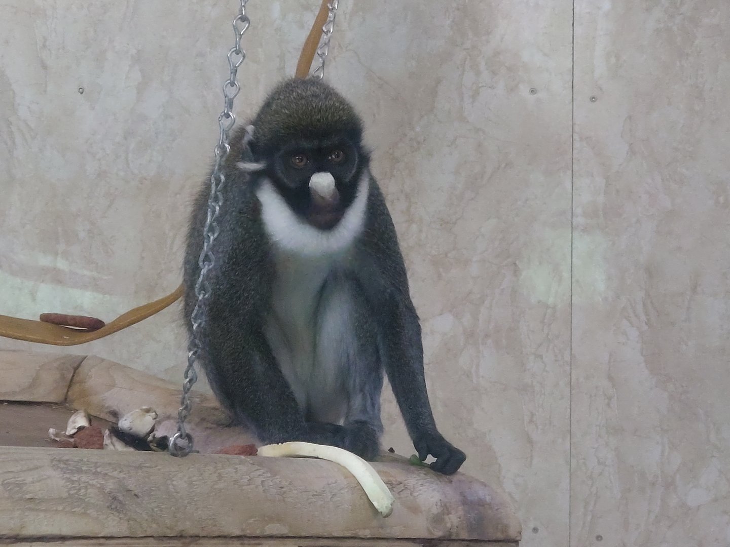 Lesser spot nosed guenon 30/7/23