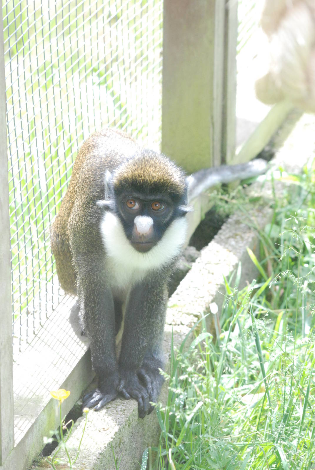 Lesser Spot-nosed Guenon at Twycross, 18/06/11