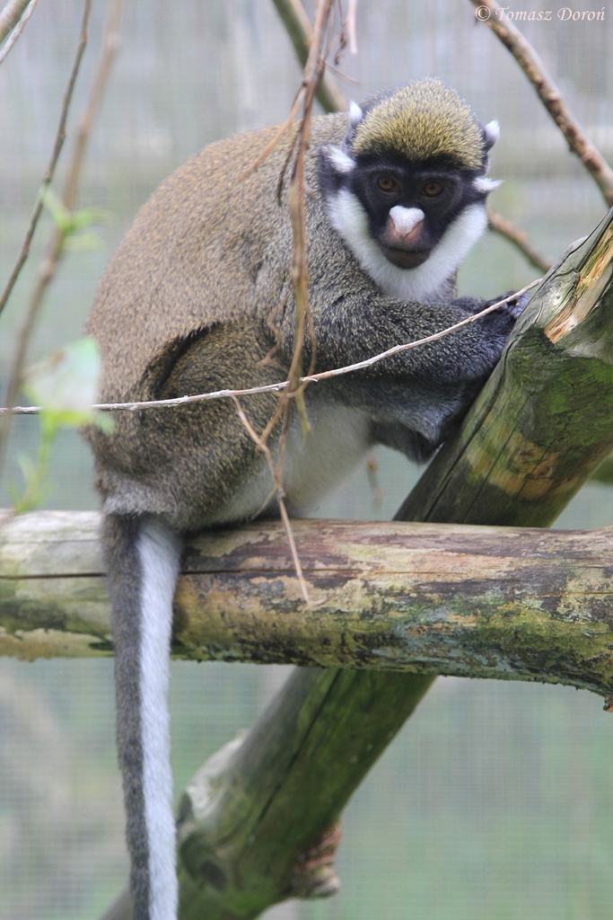 Lesser Spot-nosed Guenon (Cercopithecus petaurista petaurista)