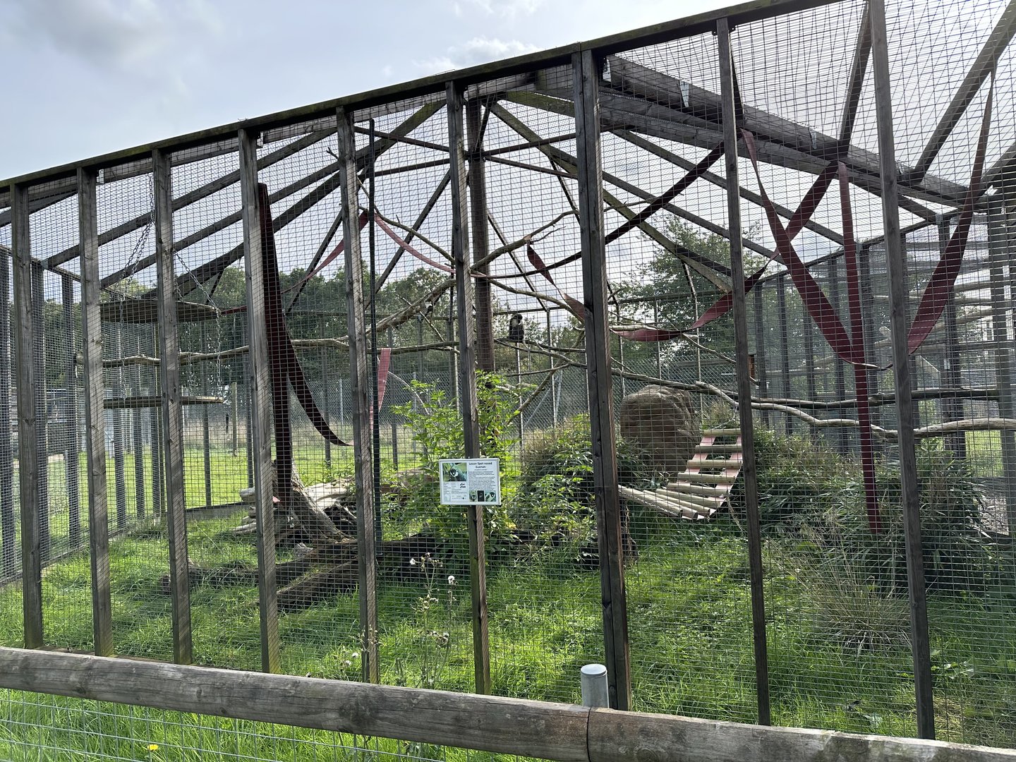 Lesser Spot-nosed Guenon Enclosure at Hamerton Zoo Park (October 2023)