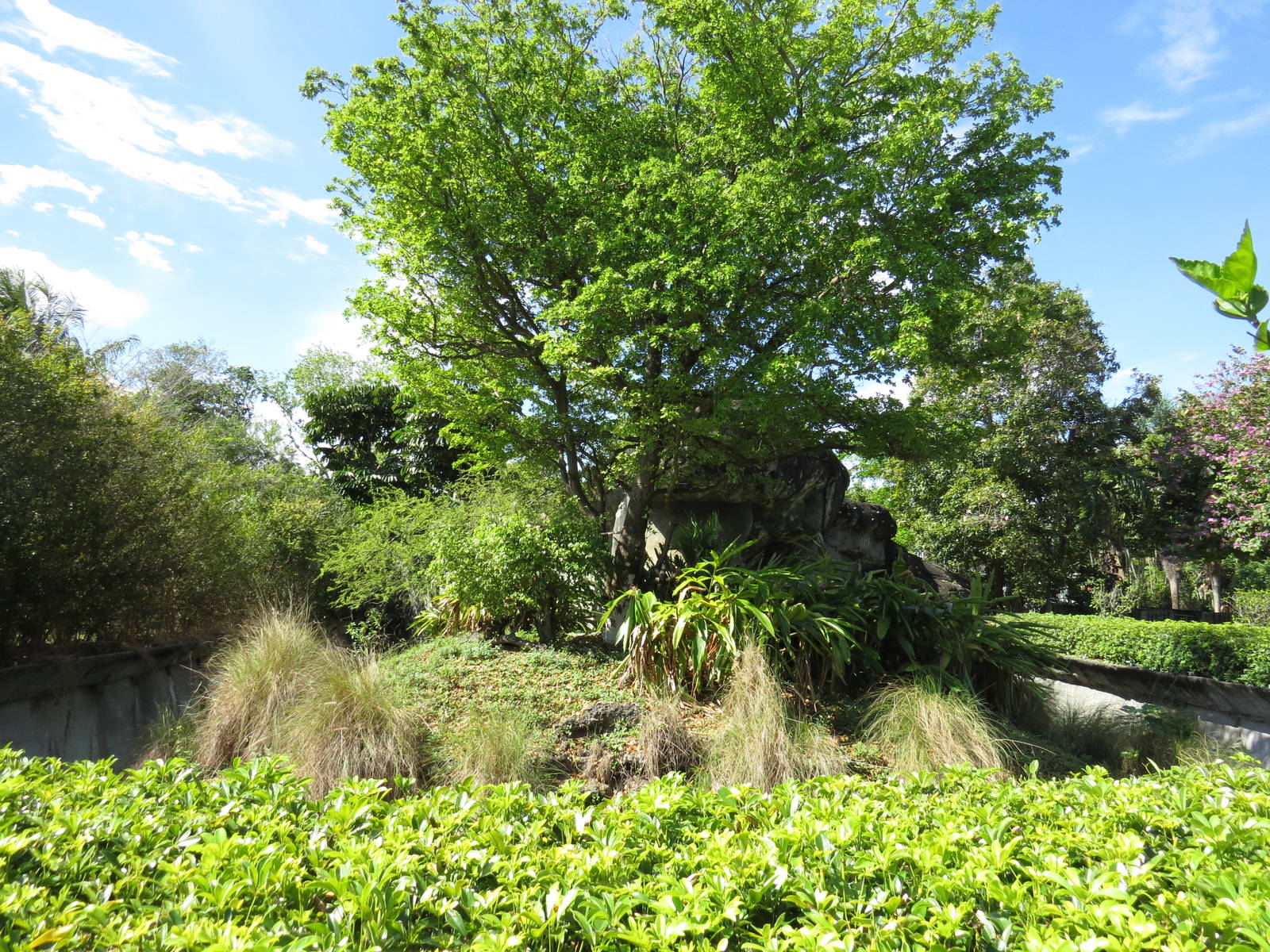 Lesser spot-nosed guenon enclosure, March 2015
