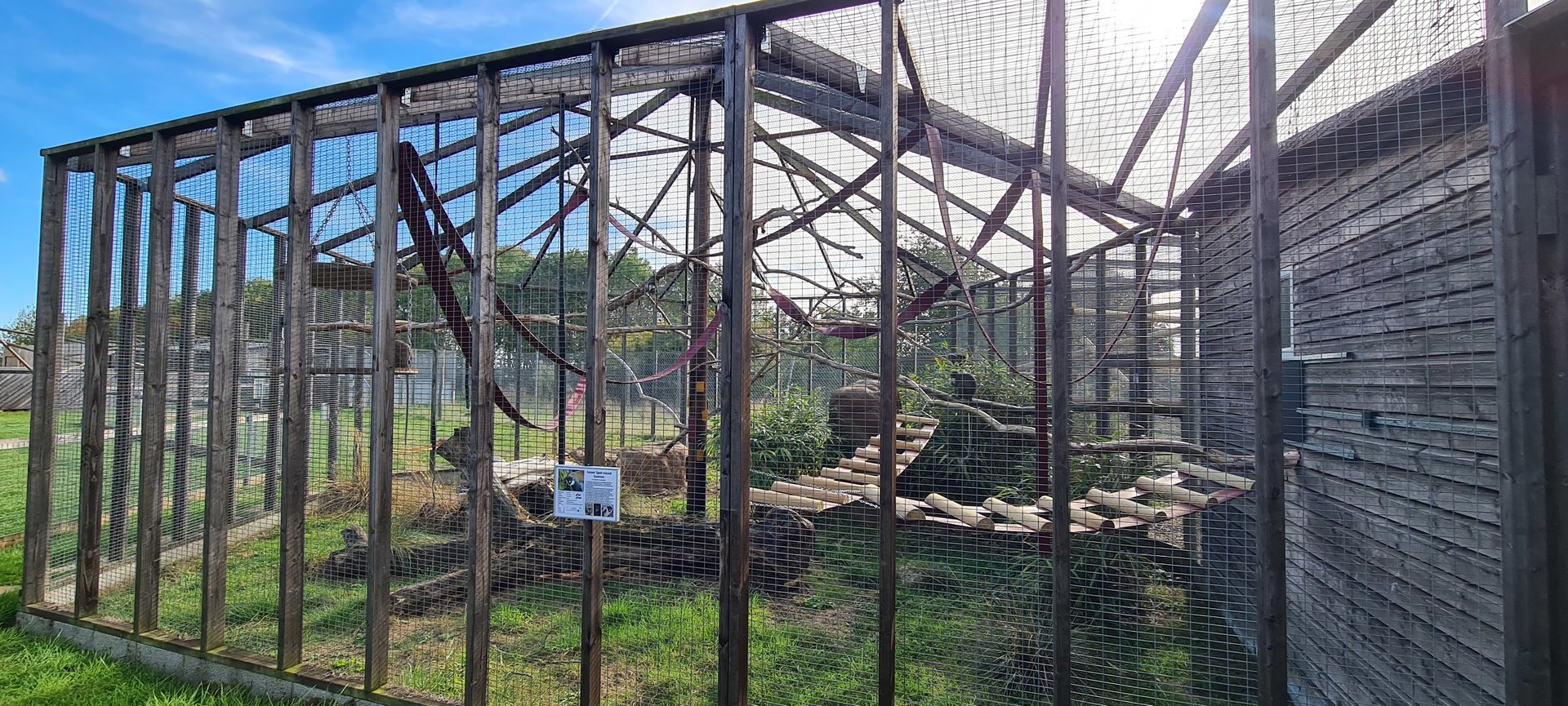 Lesser spot-nosed guenon exhibit, Hamerton Zoo