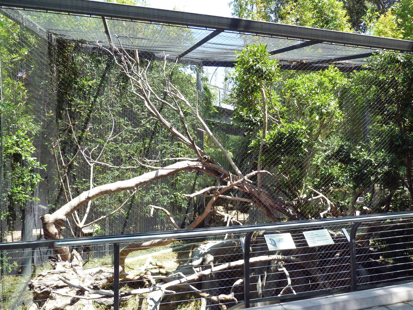 Lesser Spot-Nosed Guenon Exhibit