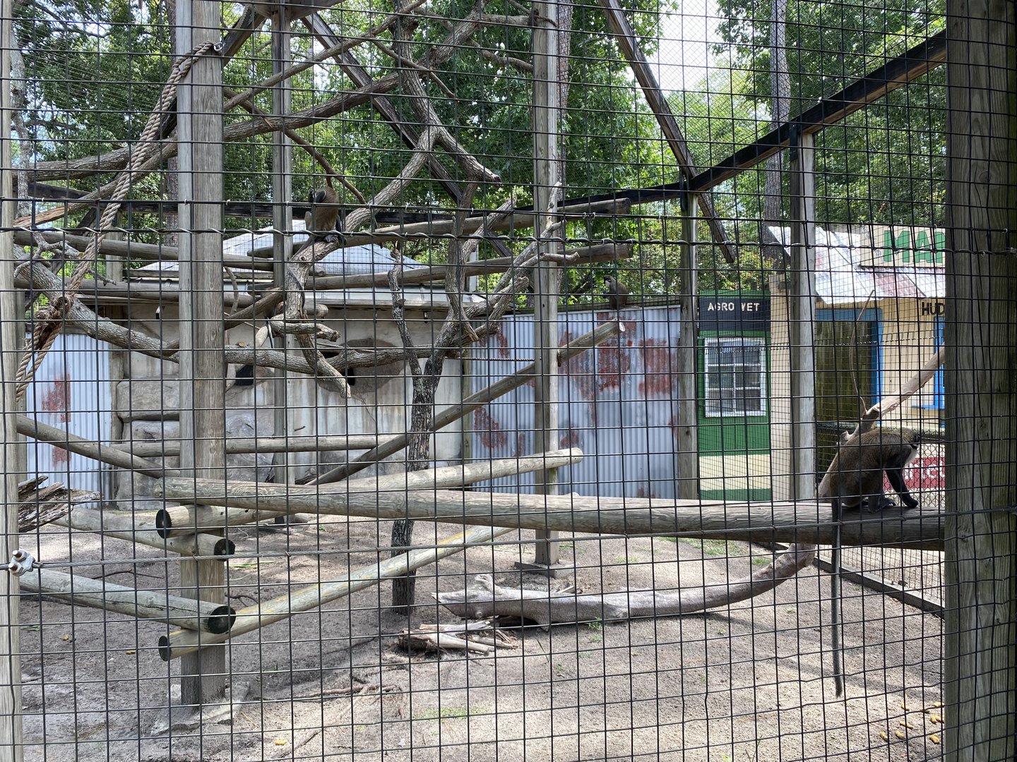 Lesser Spot-Nosed Guenon Habitat - 6/22/2023