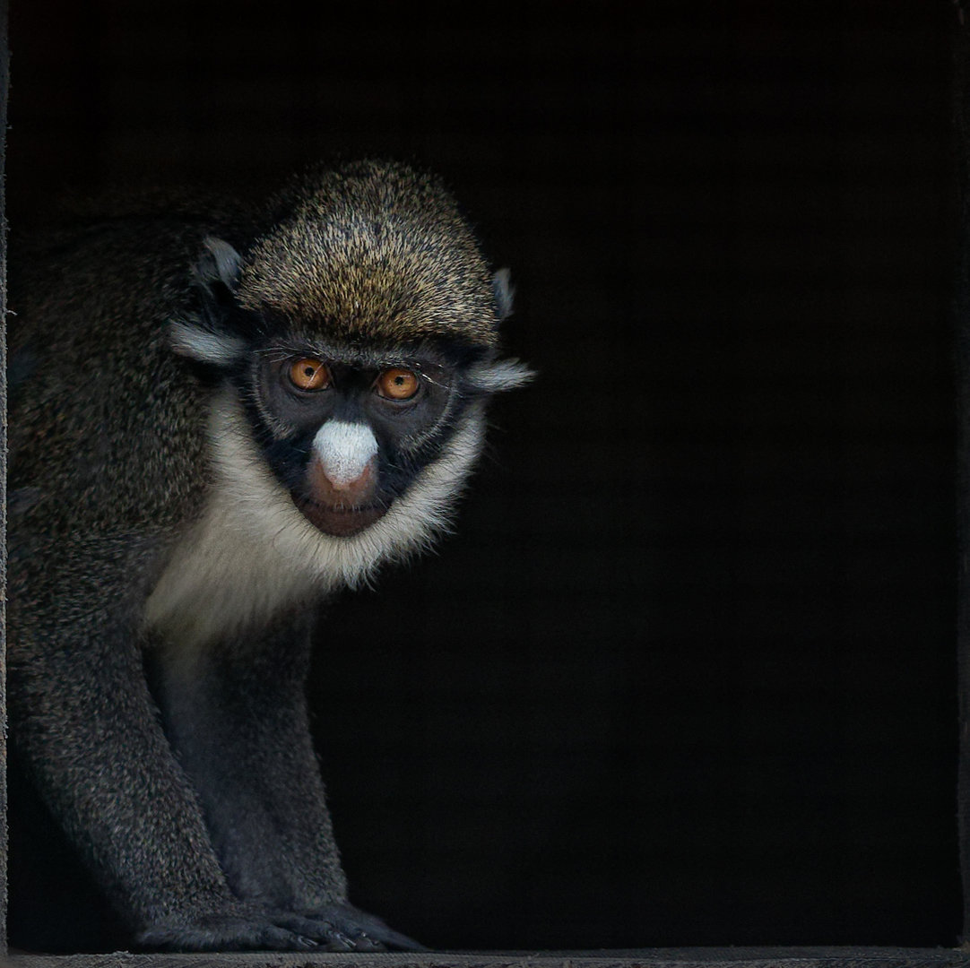 Lesser spot-nosed Guenon / Hamerton / 14-7-22