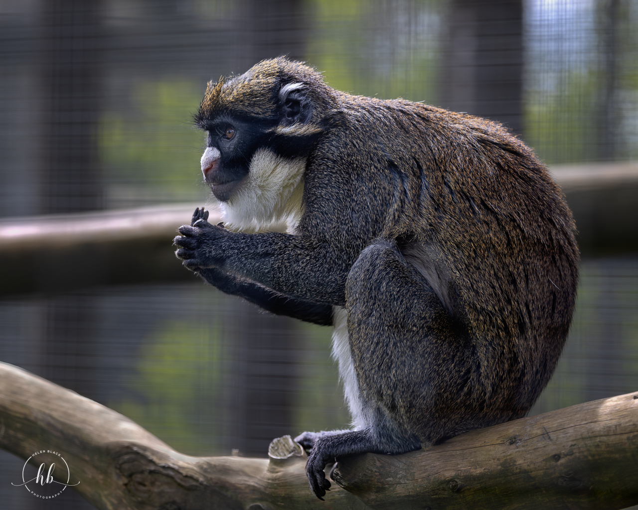 Lesser spot-nosed Guenon / Hamerton / 18-4-24