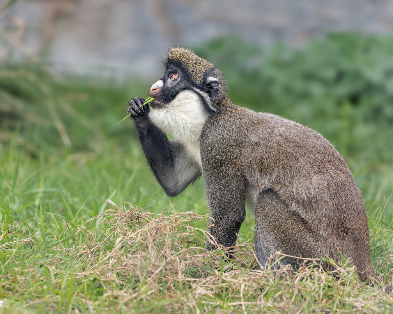 Lesser spot-nosed Guenon / Hamerton / 19-10-22