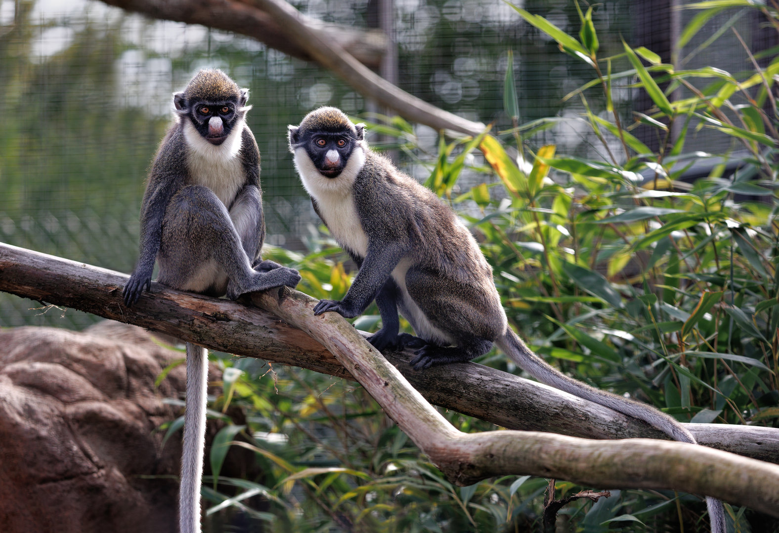 Lesser spot-nosed Guenon / Hamerton / 22-9-22