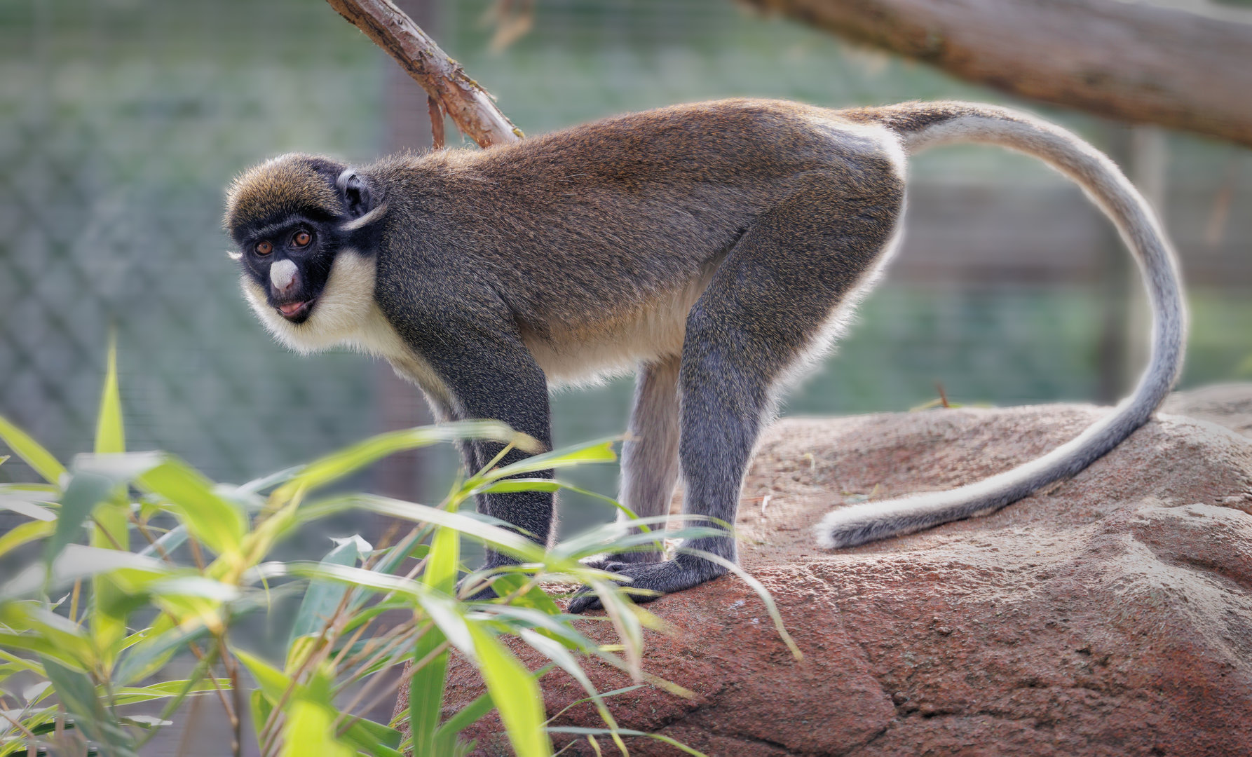 Lesser spot-nosed Guenon / Hamerton / 22-9-22