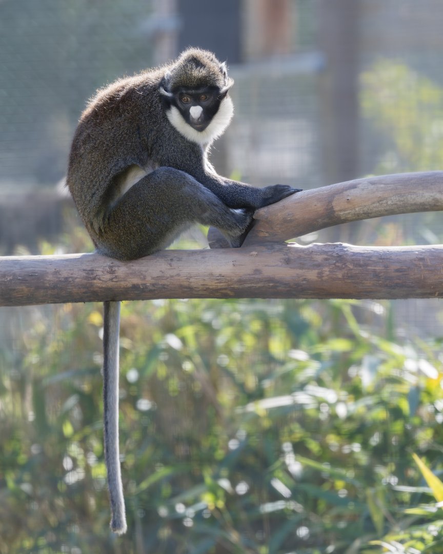 Lesser Spot-nosed Guenon / Hamerton / 22-9-25