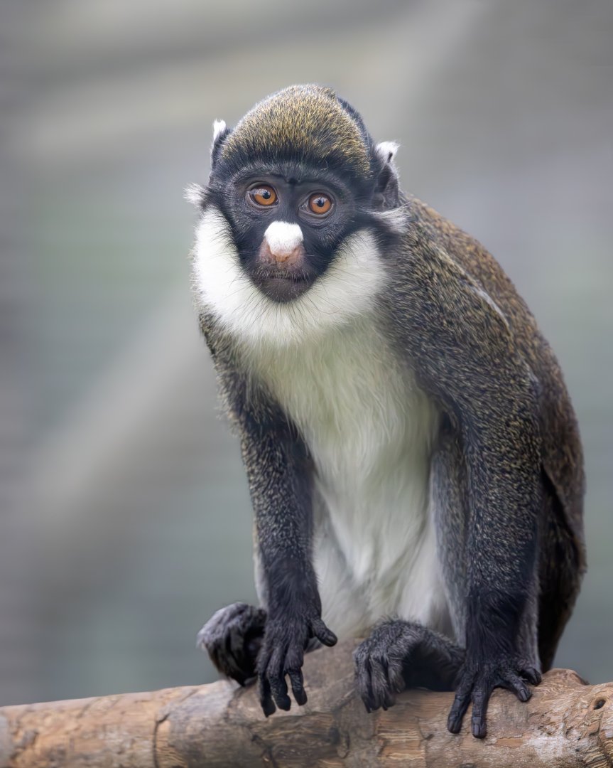 Lesser spot-nosed Guenon / Hamerton / 24-9-24