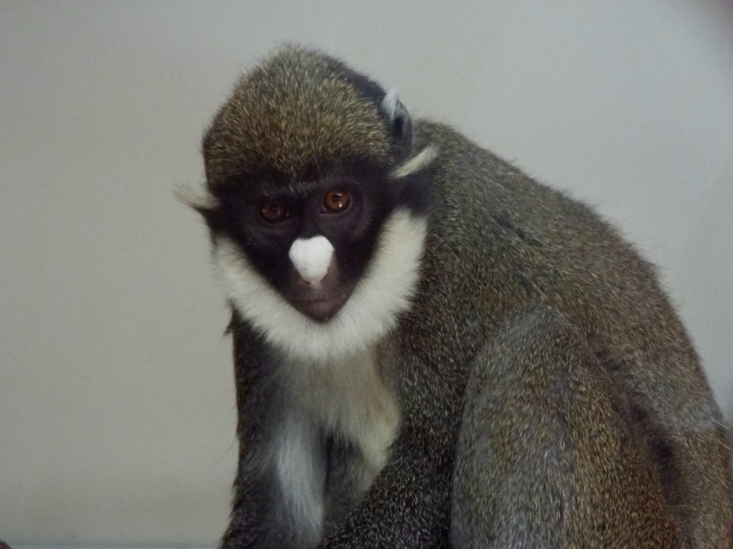 Lesser spot-nosed guenon, Hamerton Zoo