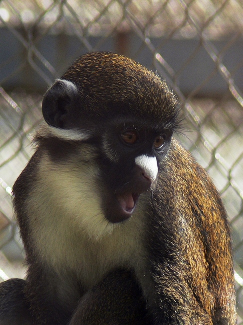 Lesser spot-nosed guenon in Changchun Zoo