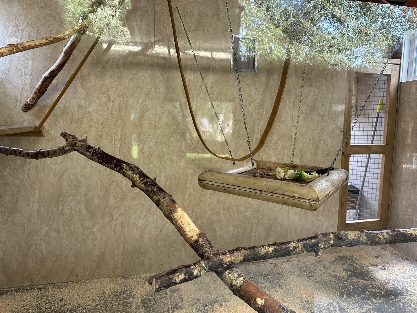 Lesser Spot-nosed Guenon Indoor Enclosure at Hamerton Zoo Park (October 2023)