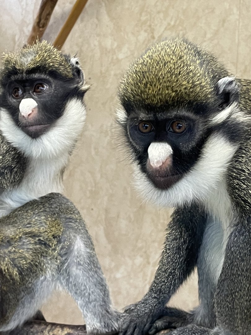 Lesser Spot-Nosed Guenon Pair