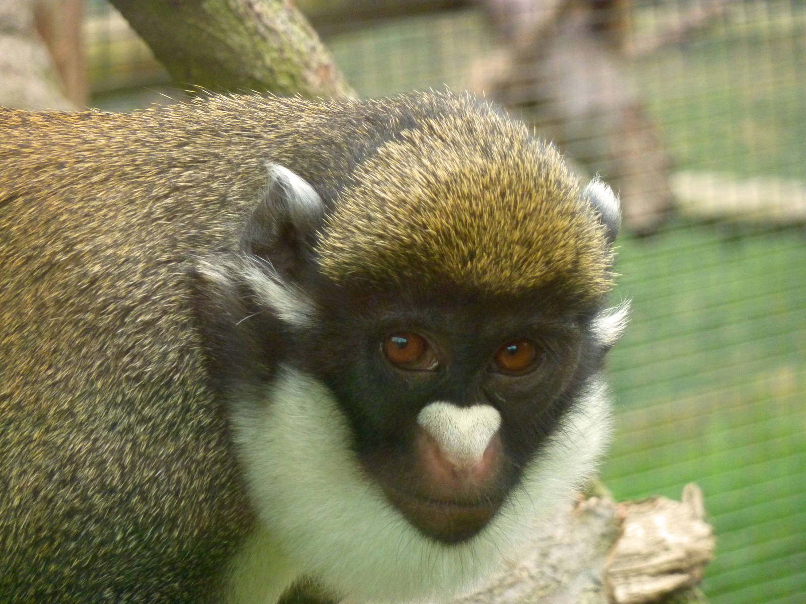 Lesser spot-nosed guenon