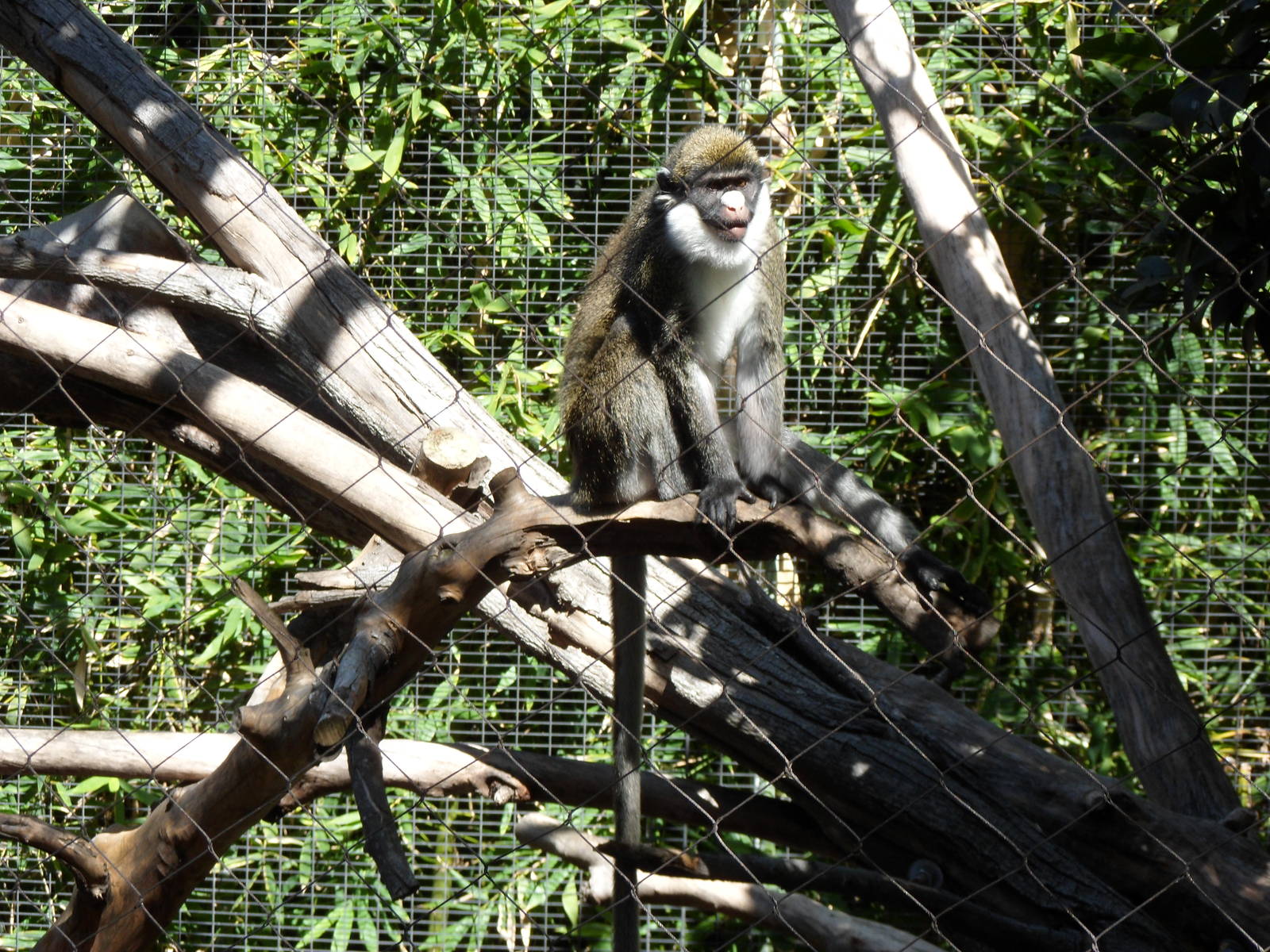 Lesser Spot-Nosed Guenon