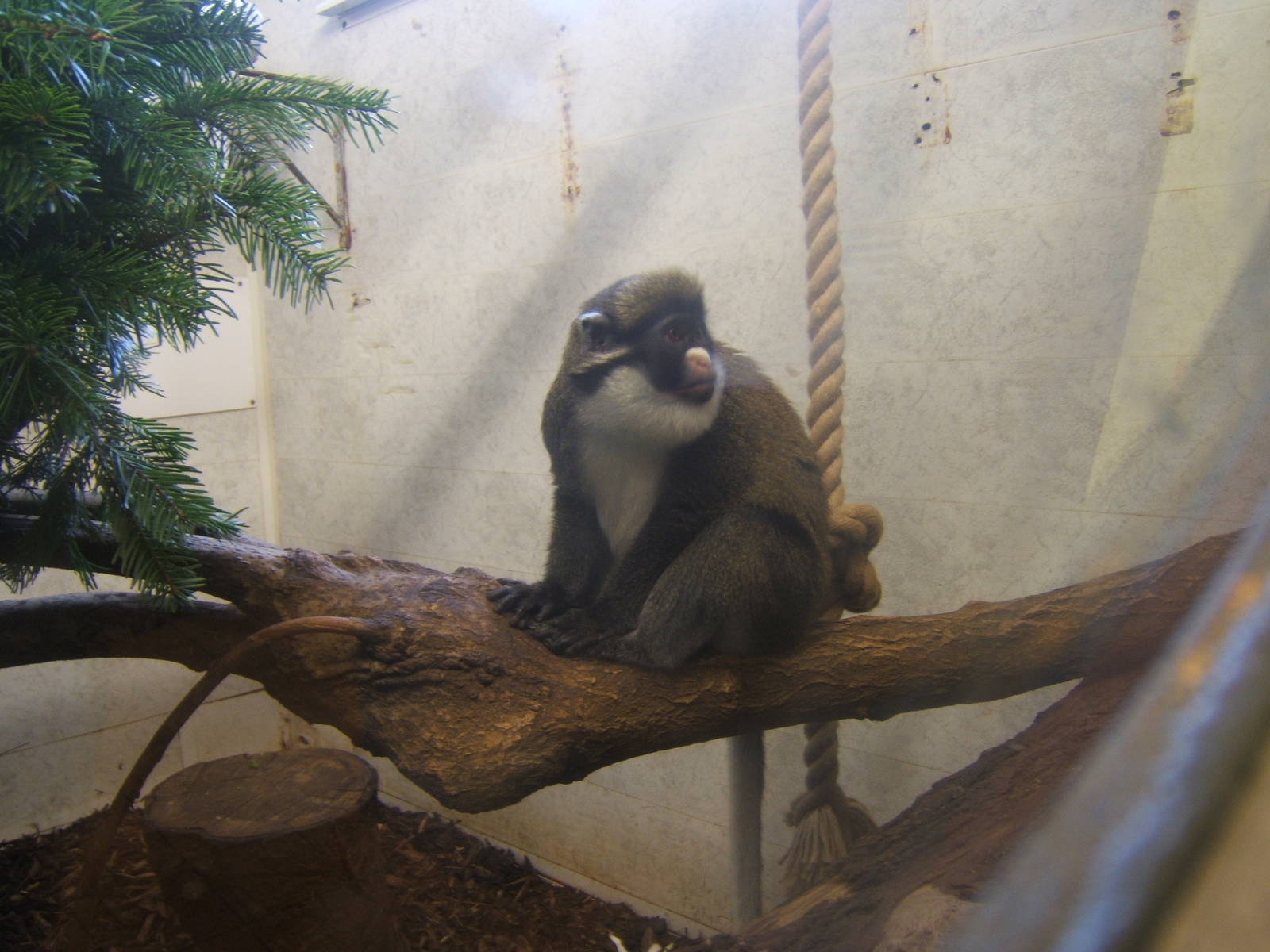 Lesser Spot-nosed Guenon